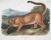 The male puma - John Woodhouse Audubon — artwork view