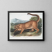 The male puma - John Woodhouse Audubon — framed artwork on a wall