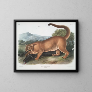 The male puma - John Woodhouse Audubon — framed artwork on a wall