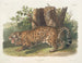 Jaguar female - John Woodhouse Audubon — artwork view