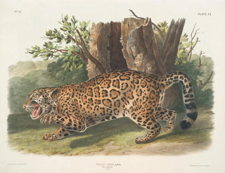 Jaguar female - John Woodhouse Audubon — artwork view