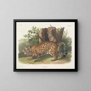 Jaguar female - John Woodhouse Audubon — framed artwork on a wall
