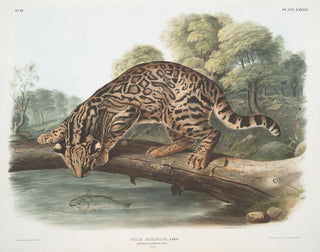 Ocelot or male leopard cat - John Woodhouse Audubon — artwork view