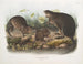 Nutria natural size old and young - John Woodhouse Audubon — artwork view