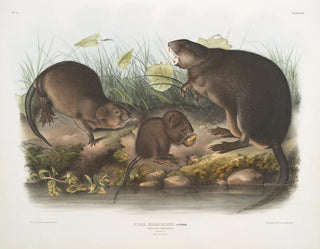 Nutria natural size old and young - John Woodhouse Audubon — artwork view