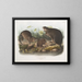 Nutria natural size old and young - John Woodhouse Audubon — framed artwork on a wall