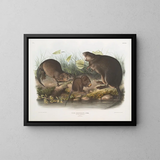 Nutria natural size old and young - John Woodhouse Audubon — framed artwork on a wall