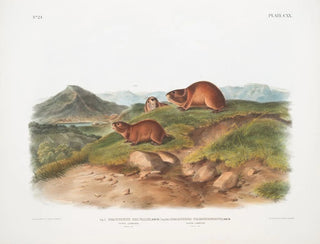 Lemming fauve Taille naturelle Lemming à trois cornes Taille naturelle - John Woodhouse Audubon — artwork view