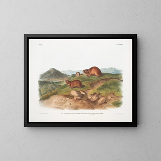 Lemming fauve Taille naturelle Lemming à trois cornes Taille naturelle - John Woodhouse Audubon — framed artwork on a wall
