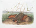 Rat de Douglas de Columbia à taille naturelle - John Woodhouse Audubon — artwork view