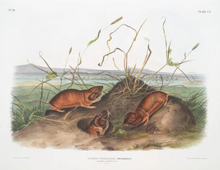 Rat de Douglas de Columbia à taille naturelle - John Woodhouse Audubon — artwork view