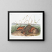 Rat de Douglas de Columbia à taille naturelle - John Woodhouse Audubon — framed artwork on a wall