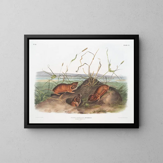 Rat de Douglas de Columbia à taille naturelle - John Woodhouse Audubon — framed artwork on a wall