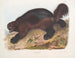 Gulo luscus, the wolverine - John Woodhouse Audubon — artwork view