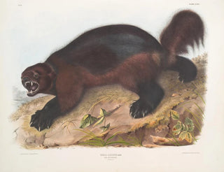 Gulo luscus, the wolverine - John Woodhouse Audubon — artwork view