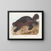 Gulo luscus, the wolverine - John Woodhouse Audubon — framed artwork on a wall