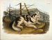 Indian Hare Dog - John Woodhouse Audubon — artwork view