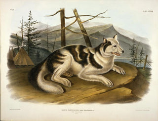 Indian Hare Dog - John Woodhouse Audubon — artwork view