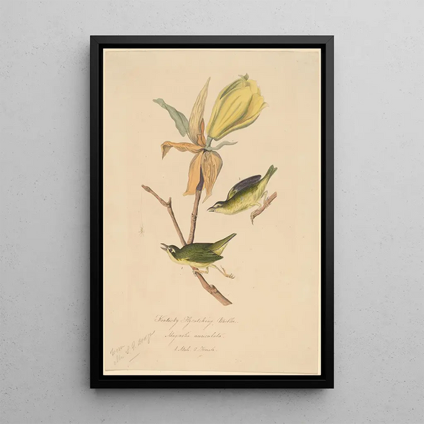 Kentucky Gold-winged Warbler - John Woodhouse Audubon — framed artwork on a wall