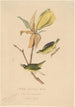 Kentucky Gold-winged Warbler - John Woodhouse Audubon — artwork view