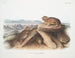 Lagomys princeps Petit lièvre chef Taille naturelle - John Woodhouse Audubon — artwork view
