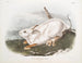 American Hare, life size, winter - John Woodhouse Audubon — artwork view