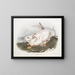 American Hare, life size, winter - John Woodhouse Audubon — framed artwork on a wall