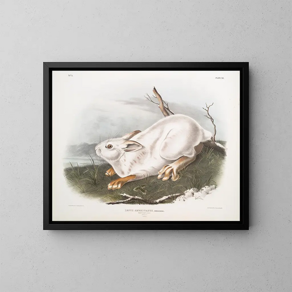 American Hare, life size, winter - John Woodhouse Audubon — framed artwork on a wall