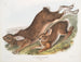 Hare of America - John Woodhouse Audubon — artwork view