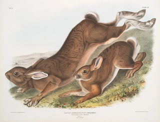 Hare of America - John Woodhouse Audubon — artwork view