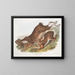 Hare of America - John Woodhouse Audubon — framed artwork on a wall