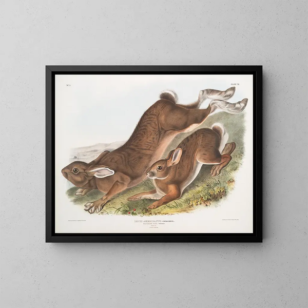 Hare of America - John Woodhouse Audubon — framed artwork on a wall
