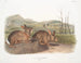 Hare of Bachman life-size - John Woodhouse Audubon — artwork view