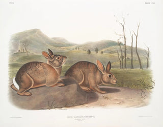 Hare of Bachman life-size - John Woodhouse Audubon — artwork view