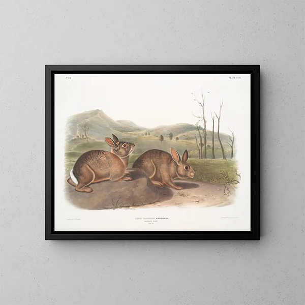 Hare of Bachman life-size - John Woodhouse Audubon — framed artwork on a wall