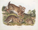 Hare Sylvestre, gray rabbit, full size, old and young - John Woodhouse Audubon — artwork view