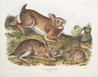 Hare Sylvestre, gray rabbit, full size, old and young - John Woodhouse Audubon — artwork view