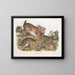 Hare Sylvestre, gray rabbit, full size, old and young - John Woodhouse Audubon — framed artwork on a wall