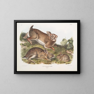 Hare Sylvestre, gray rabbit, full size, old and young - John Woodhouse Audubon — framed artwork on a wall