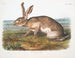 Texan male hare at life size - John Woodhouse Audubon — artwork view