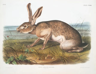 Texan male hare at life size - John Woodhouse Audubon — artwork view