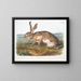 Texan male hare at life size - John Woodhouse Audubon — framed artwork on a wall