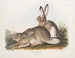 Hare of Townsend, Rocky Mountain hare, life size, male and female - John Woodhouse Audubon — artwork view