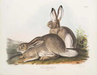 Hare of Townsend, Rocky Mountain hare, life size, male and female - John Woodhouse Audubon — artwork view