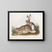 Hare of Townsend, Rocky Mountain hare, life size, male and female - John Woodhouse Audubon — framed artwork on a wall
