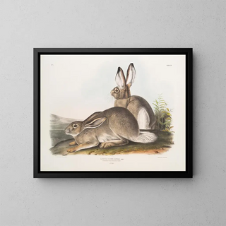 Hare of Townsend, Rocky Mountain hare, life size, male and female - John Woodhouse Audubon — framed artwork on a wall