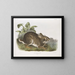 Waterfowl male size natural - John Woodhouse Audubon — framed artwork on a wall