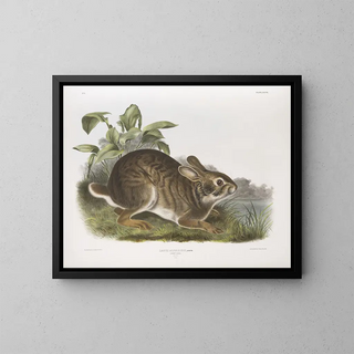 Waterfowl male size natural - John Woodhouse Audubon — framed artwork on a wall