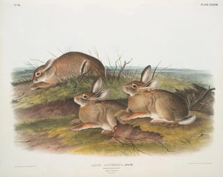 Hare Artemisia, wooden hare in warm wood, male and female, life size - John Woodhouse Audubon — artwork view