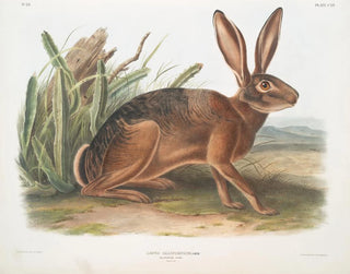 Californian Hare size natural - John Woodhouse Audubon — artwork view